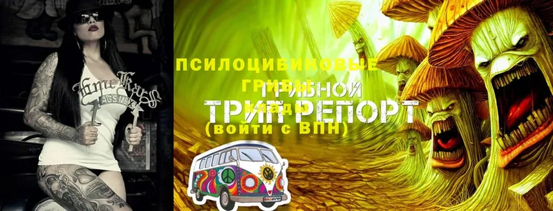 Псилоцибиновые грибы GOLDEN TEACHER  магазин продажи   Усолье-Сибирское 